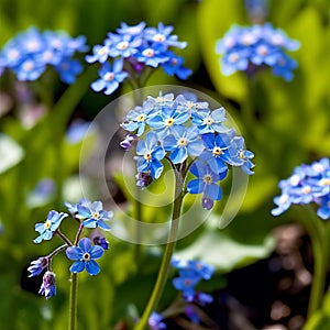 forget me not myosotis spp as sweetly forgettable as their nae photo