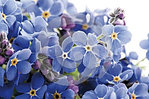 Forget-me-not (Myosotis sylvatica) photo