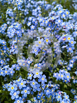 Forget-me-not Myosotis Sylvatica Flowers blossoming in a whole field - selective focus. Nature / Blooming Flower Background