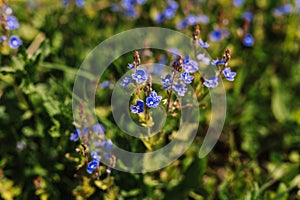 forget-me-not (myosotis sylvatica) flowers. first bright blue blooming little wildflowers in full bloom in garden