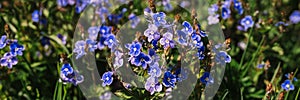 forget-me-not (myosotis sylvatica) flowers. first bright blue blooming little wildflowers in full bloom in garden