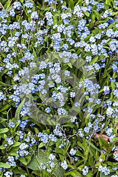 Forget me not  myosotis sylvatica