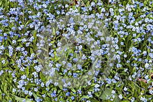 Forget me not  myosotis sylvatica