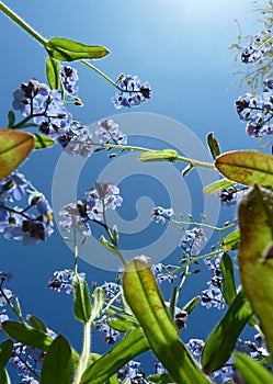 Forget Me Not Plant