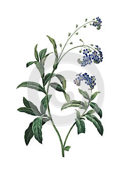 Forget-me-not | Redoute Flower Illustrations