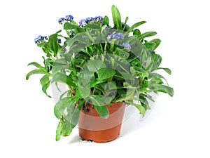 Forget-me-not seedling