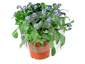 Forget-me-not seedling