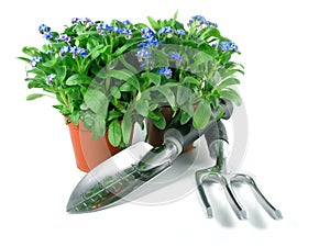 Forget-me-not seedling