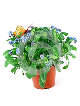 Forget-me-not seedling