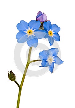 Forget-me-not single flower on white