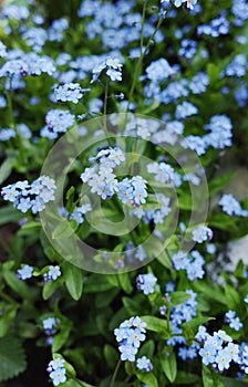 Forget me not - spring blue garden flowers