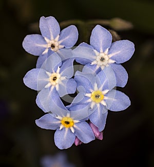 Forget me not, UK Myosotis sylvatica uk