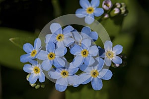 Forget-me-not, Vergeet-mij-nietje, Myosotis spec