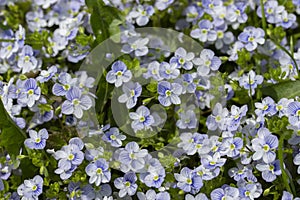 Forget-me-not wild flowers are gentle blue purple white background wallpaper. A group of forget-me-nots in nature, a lot of little