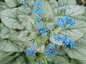 Forget me not is your favorite flower.