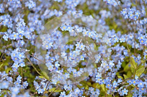 Forget-Me-Nots