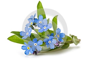 Forget me nots