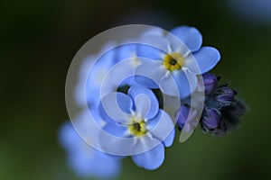 Forget-Me-Nots 2