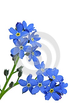Forget-me-nots photo