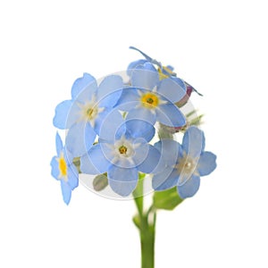 Forget-me-nots.