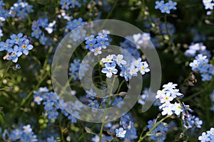 Forget-me-nots - beautiful forest flowers