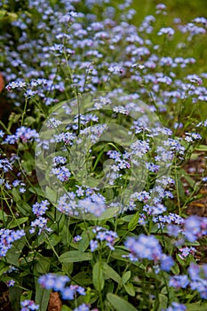 Forget-me-nots blooming