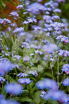 Forget-me-nots blooming