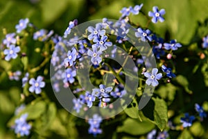 Forget-me-nots blue flowers meadow