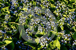 Forget-me-nots blue flowers meadow