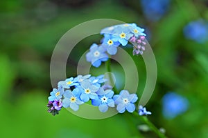 Forget me nots close up