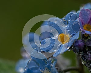 Forget-Me-Nots in closeup whid raindrops