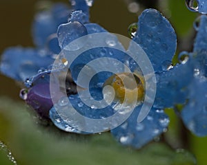 Forget-Me-Nots in closeup whid raindrops