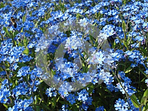 Forget-me-nots field