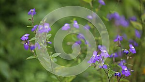 Forget-me-nots flower (Myosotis) , Da Lat city, Lam province, Vietnam