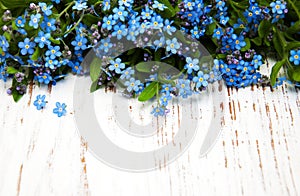 Forget-me-nots flowers