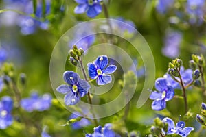 Forget me nots flowers in close up