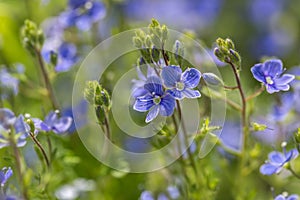 Forget me nots flowers in close up