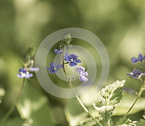 Forget me nots flowers in close up