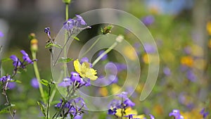 Forget-me-nots flowers, Da Lat city, Lam province, Vietnam