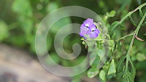 Forget-me-nots flowers, Da Lat city, Lam province, Vietnam