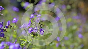 Forget-me-nots flowers, Da Lat city, Lam province, Vietnam