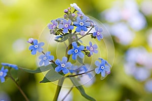 Forget-me-nots in the garden