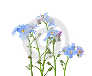 Forget-me-nots isolated on white background