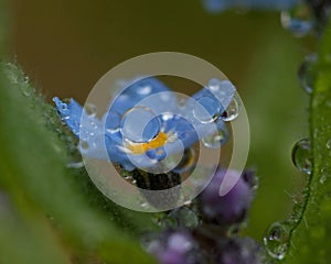 Forget-Me-Nots in macro whid raindrops