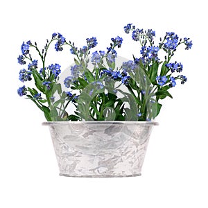 Forget-me-nots in metal pot