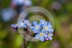 Forget me nots myosotis