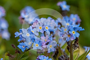 Forget me nots myosotis