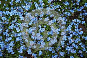 Forget-me-nots. Myosotis flowering blue plants in the family Boraginaceae. Forget-me-nots or scorpion grasses. Myosotis