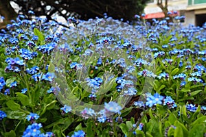 Forget-me-nots. Myosotis flowering blue plants in the family Boraginaceae. Forget-me-nots or scorpion grasses. Myosotis