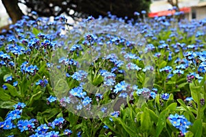 Forget-me-nots. Myosotis flowering blue plants in the family Boraginaceae. Forget-me-nots or scorpion grasses. Myosotis